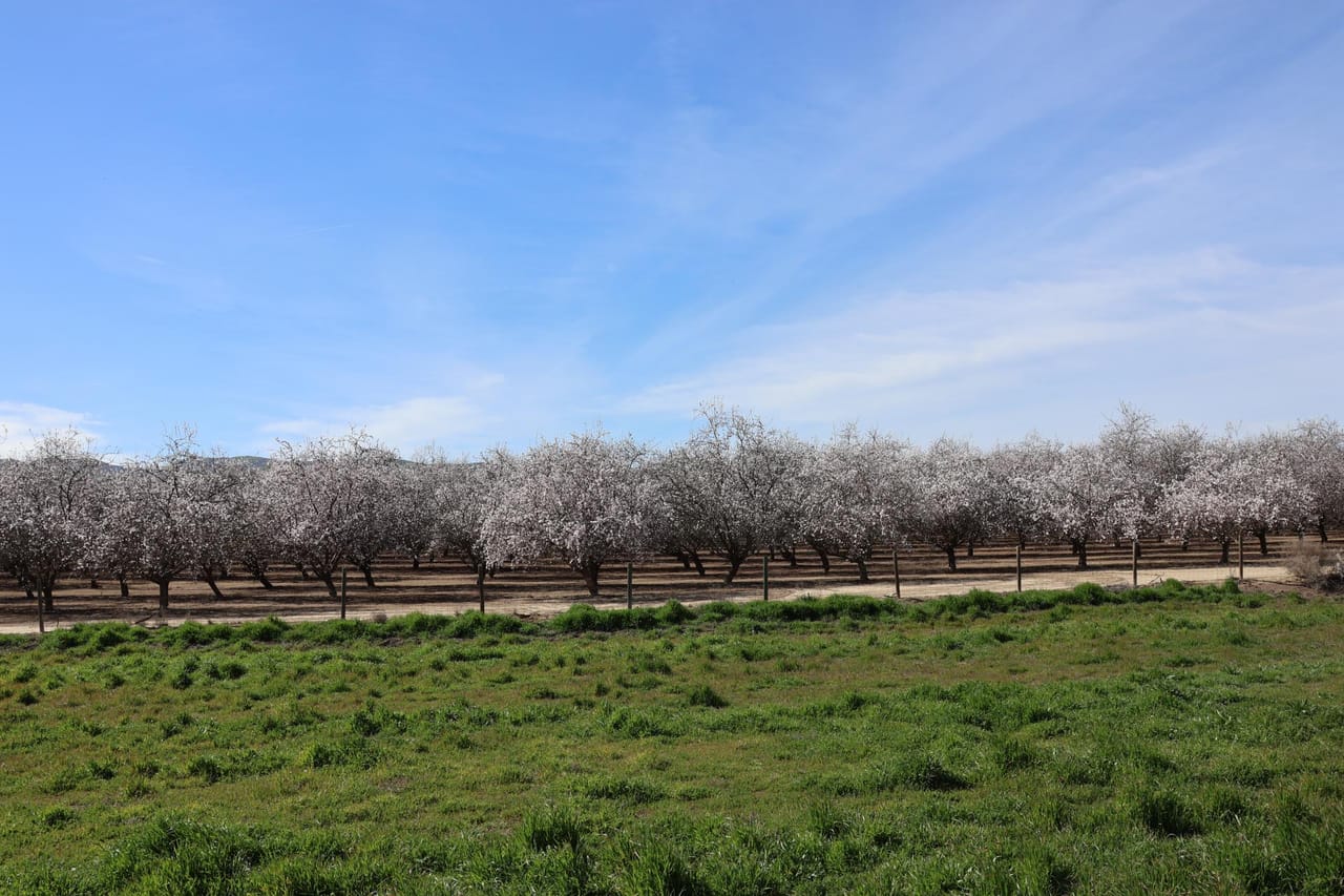 I-5 and Shields II Almonds and Open Ground