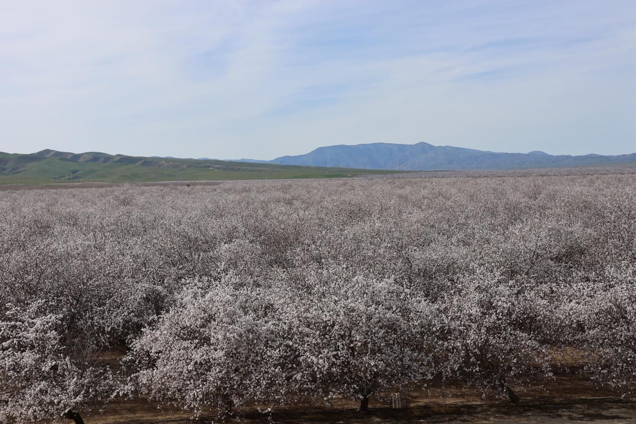 I-5 and Shields II Almonds and Open Ground