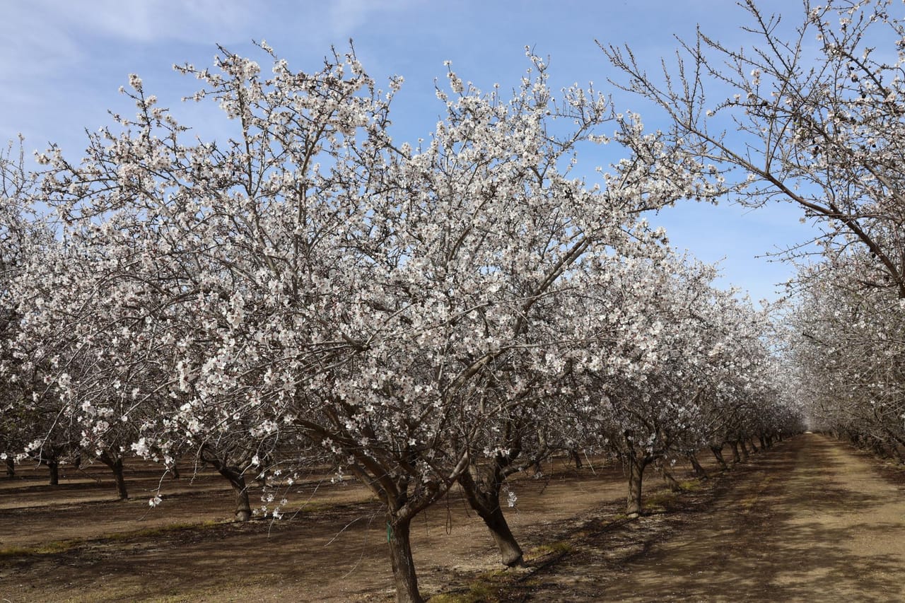 I-5 and Shields II Almonds and Open Ground