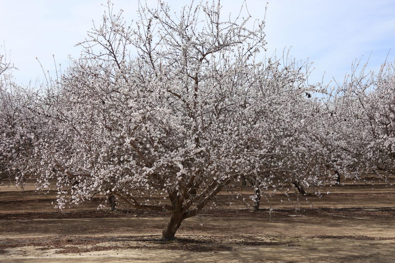 I-5 and Shields II Almonds and Open Ground
