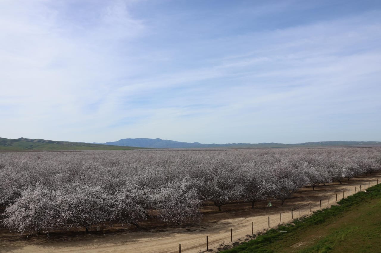 I-5 and Shields II Almonds and Open Ground