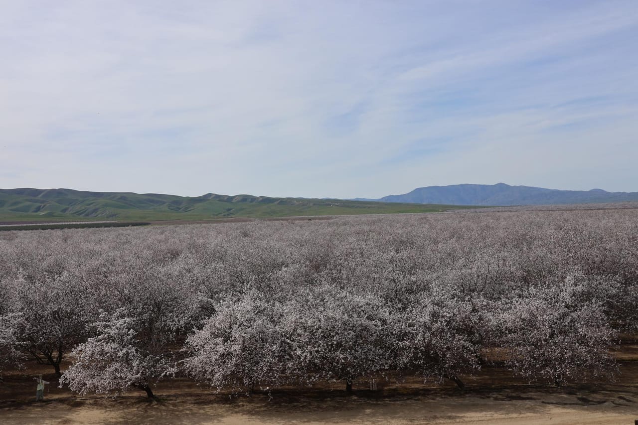 I-5 and Shields II Almonds and Open Ground