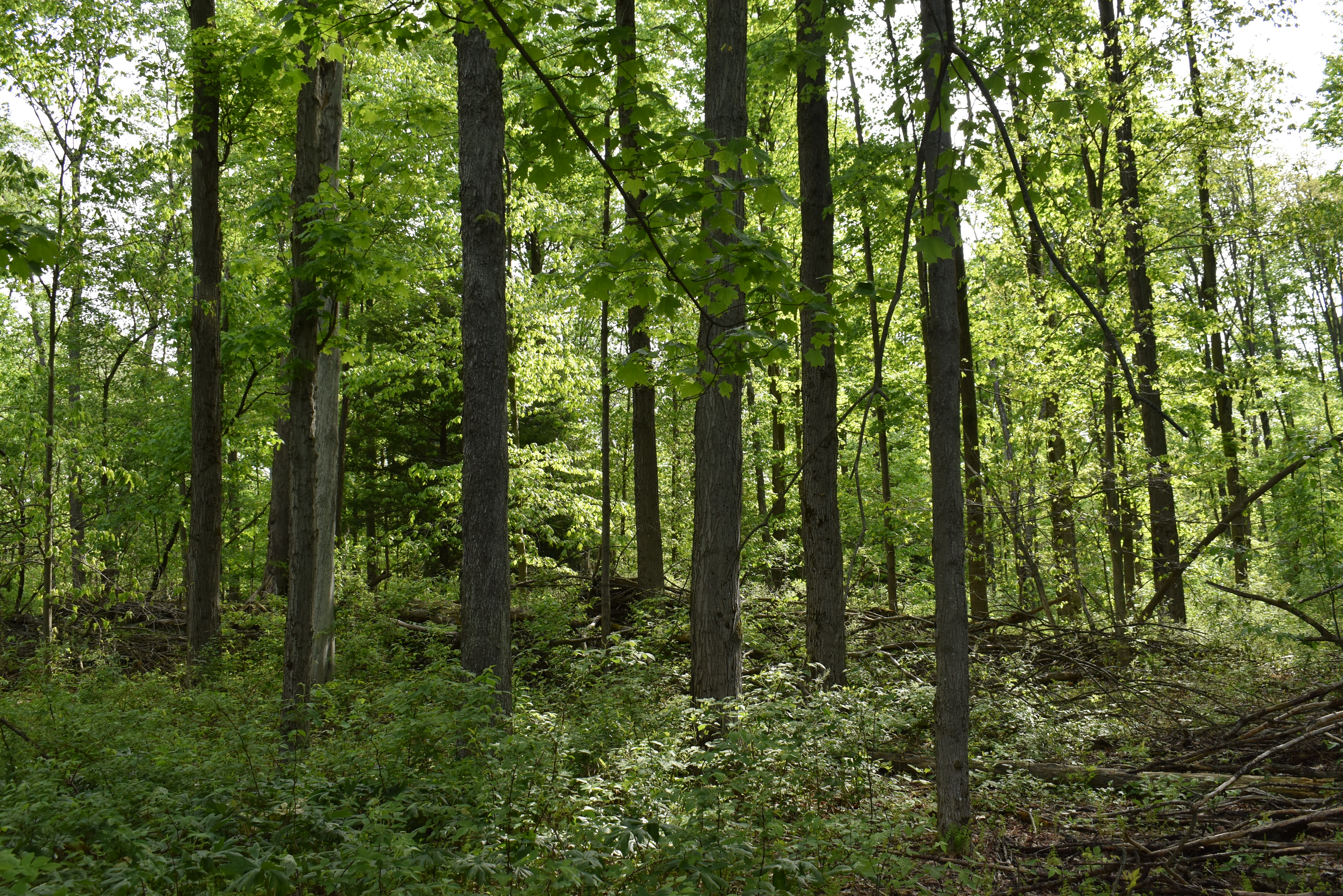 Listing Image 18