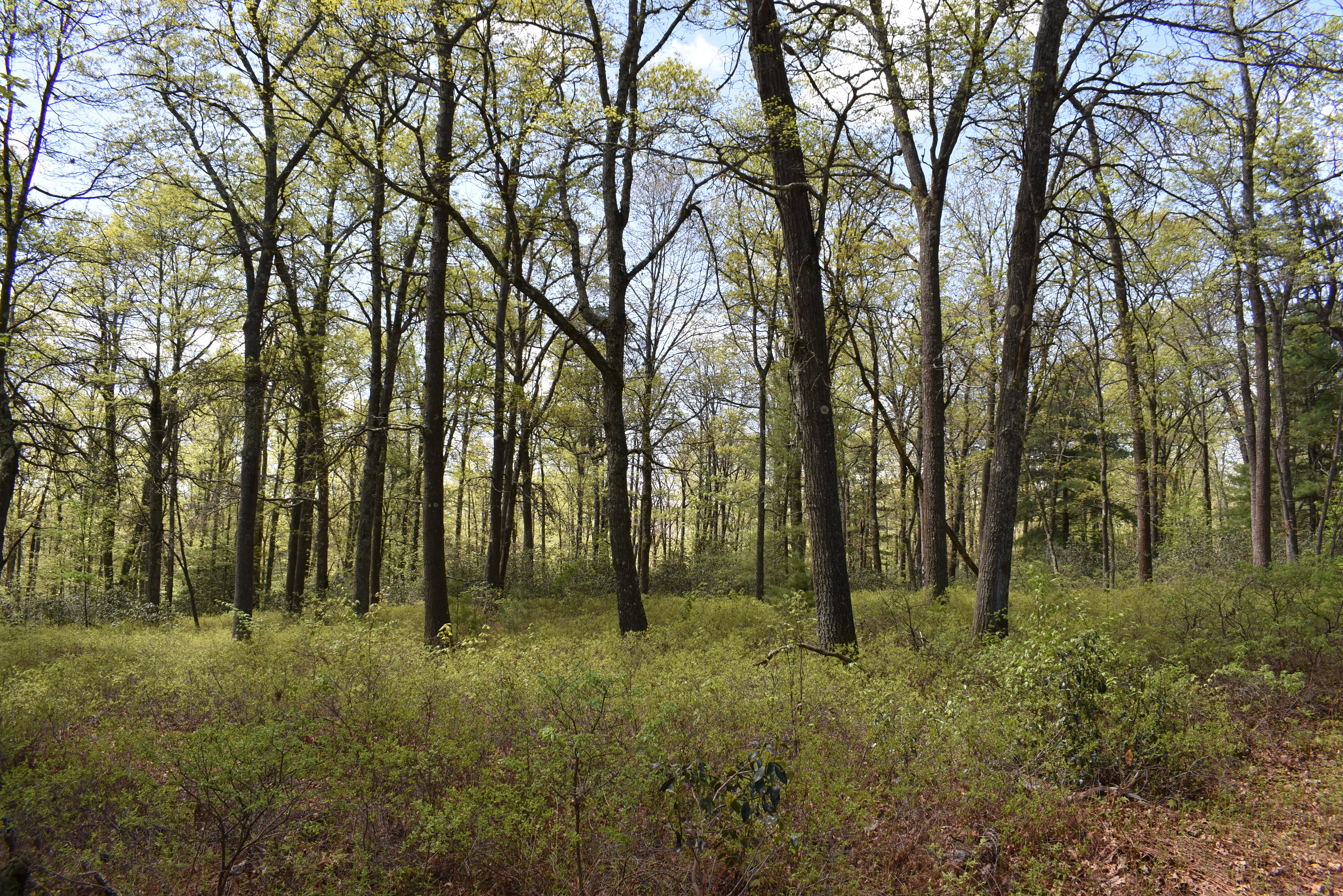 Grugan Hollow