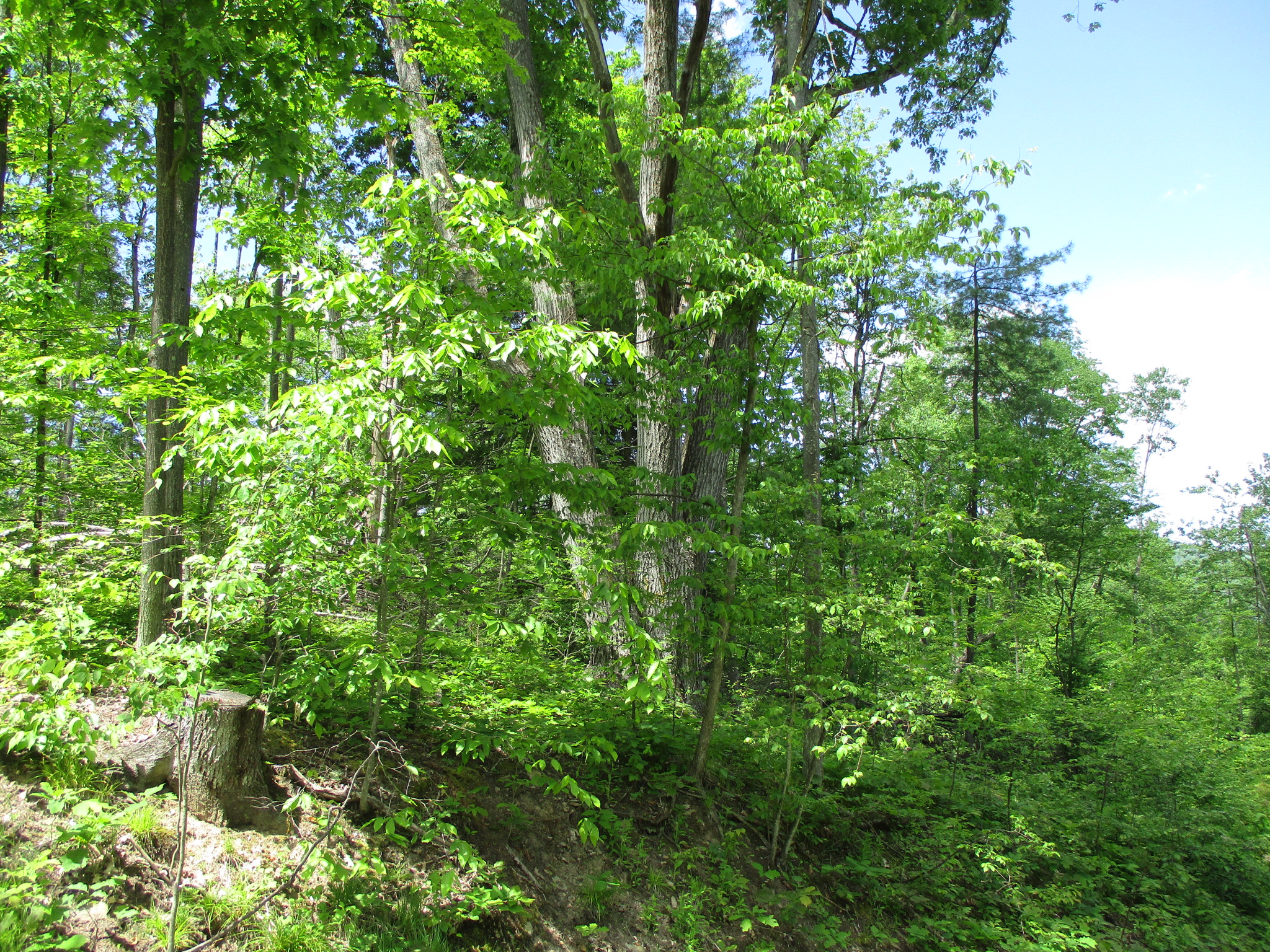 Listing Image 11