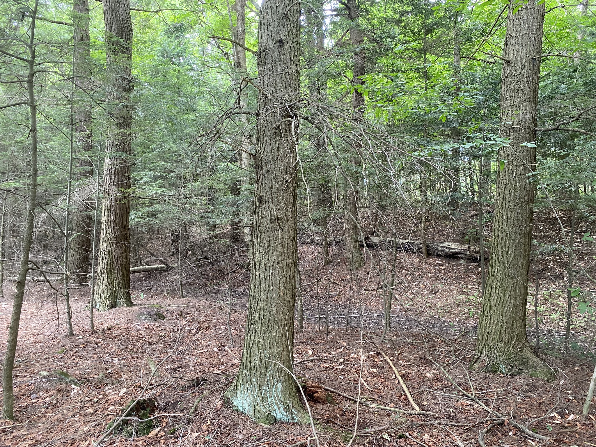 Listing Image 85