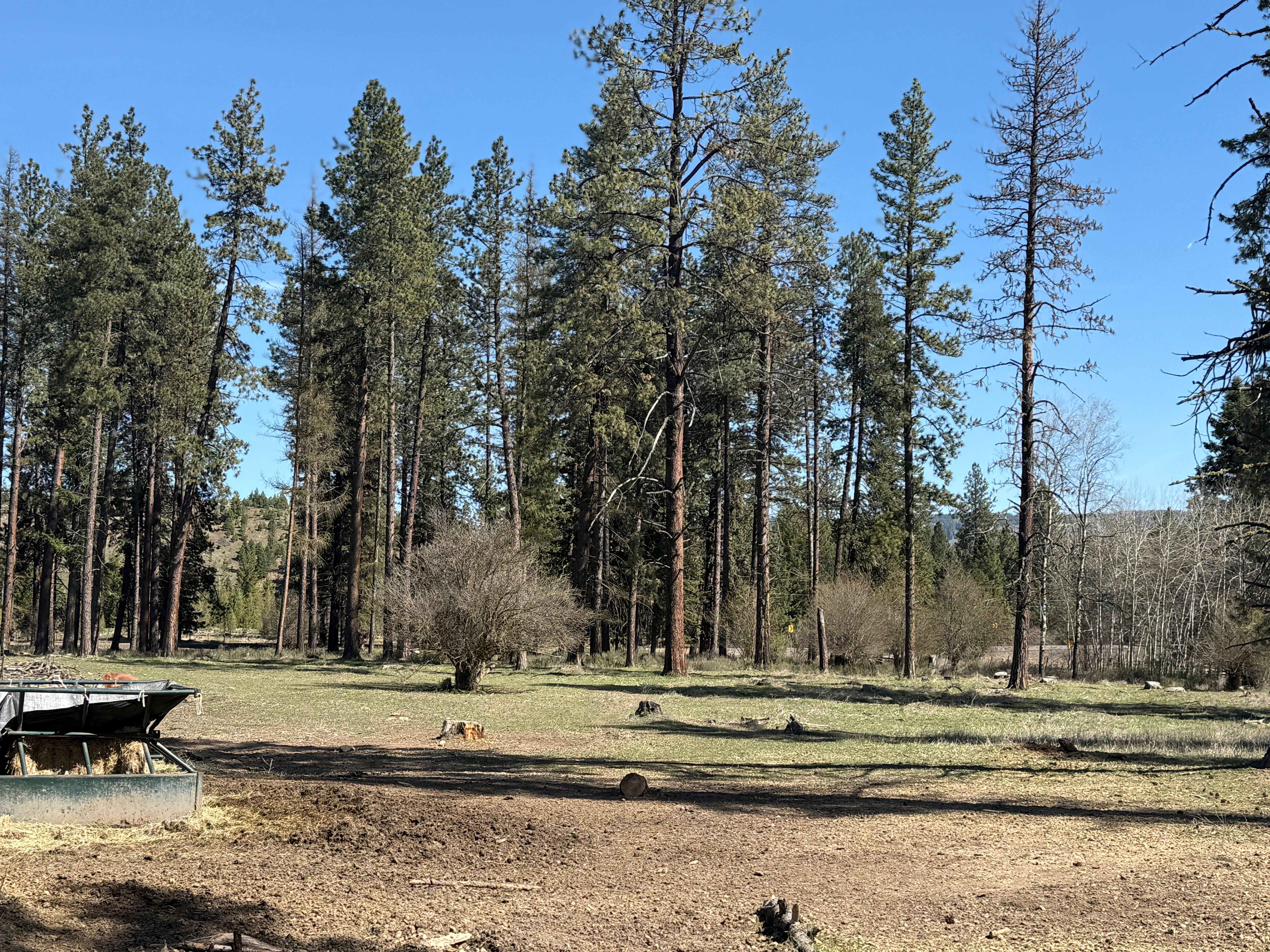 Cattle ranch/Hobby farm