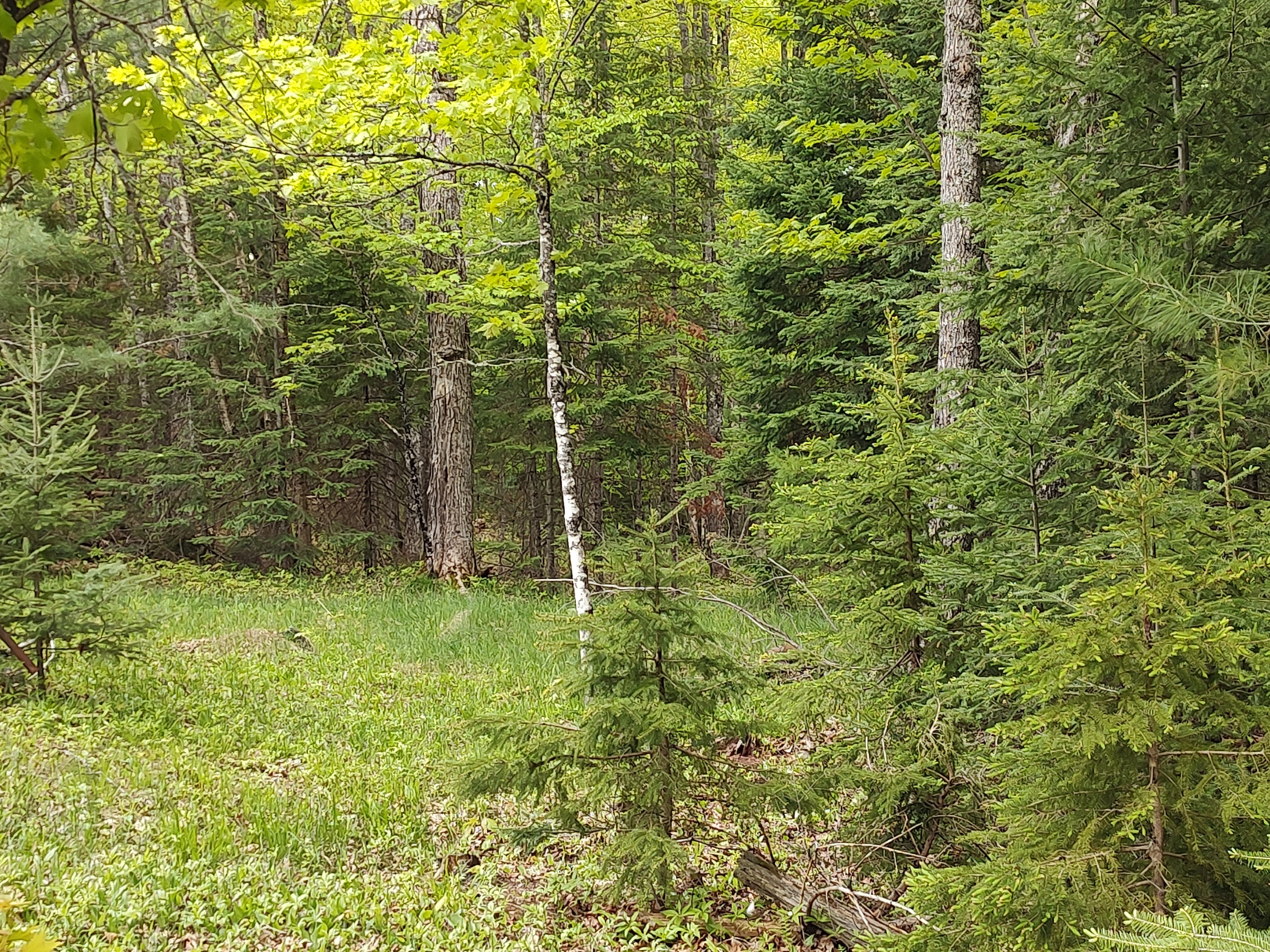 U.P. Robinson Lake Parcel 50167828