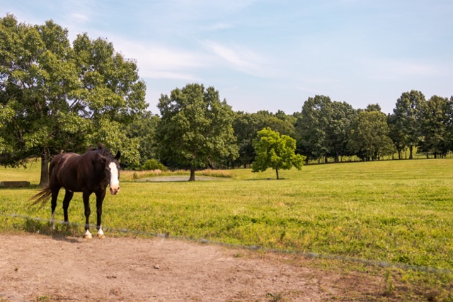 7 Pasture Farm