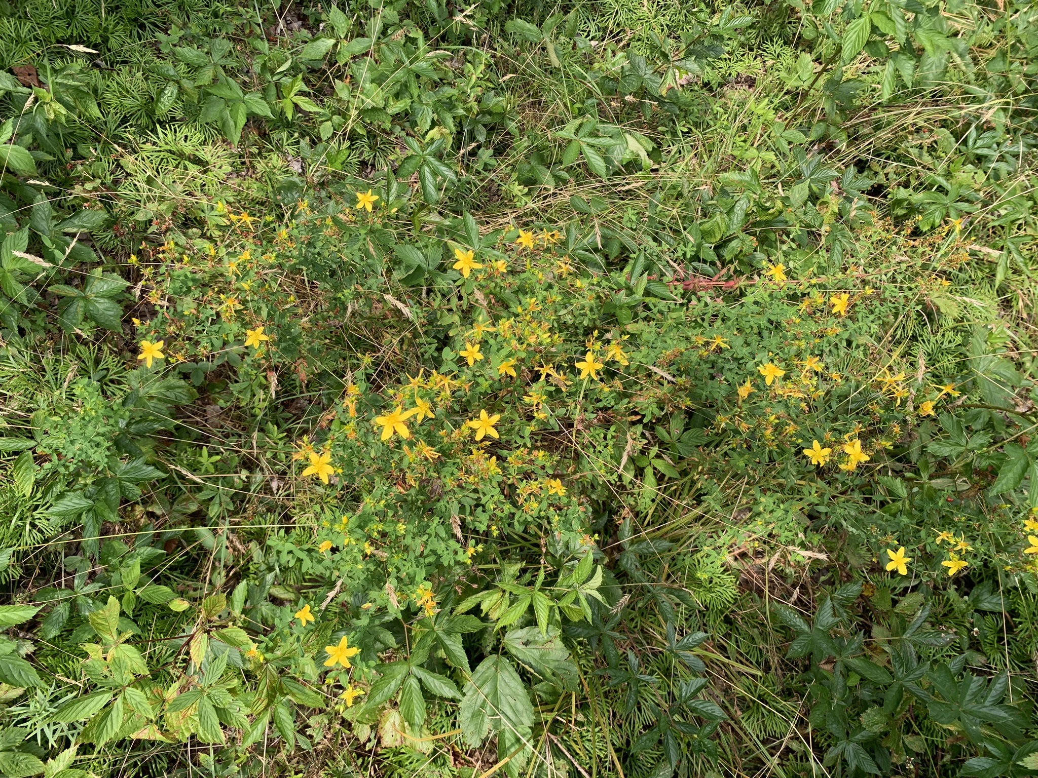 Lyman Brook Forest