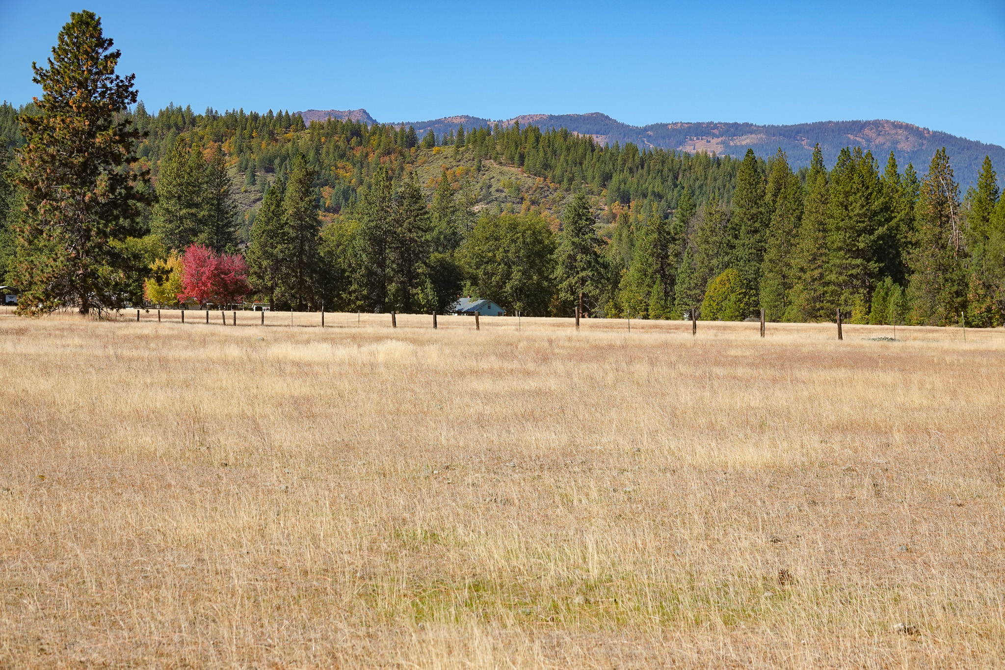 Mountain View Meadow