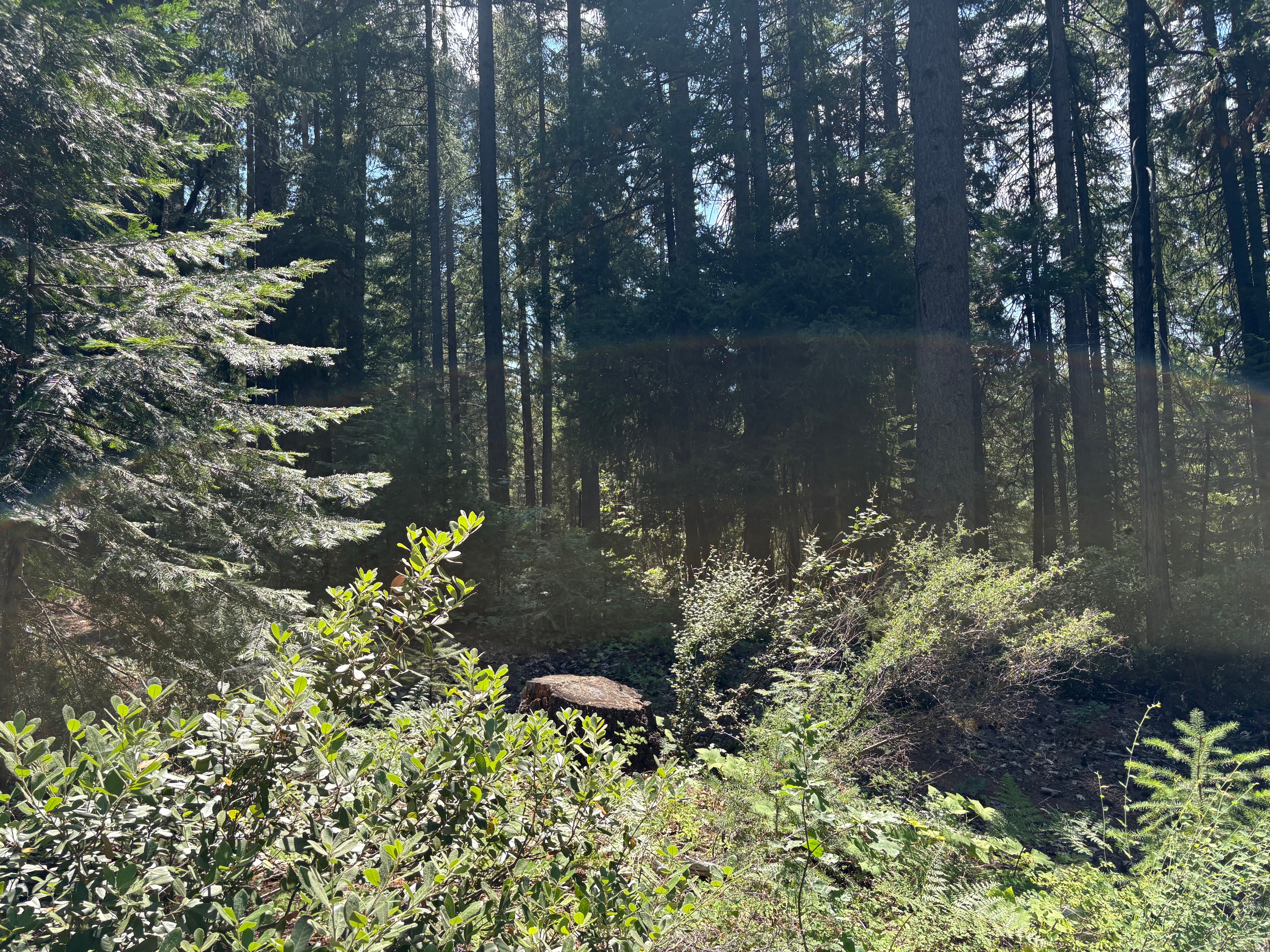 40 Acres Siskiyou 420