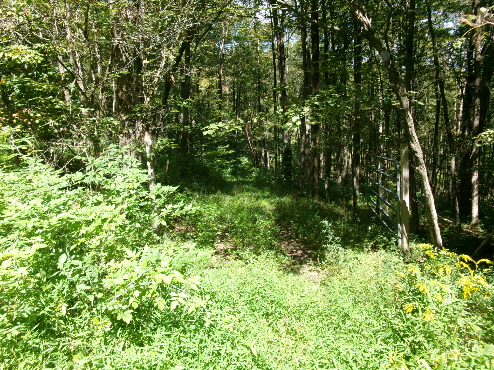 Listing Image 62