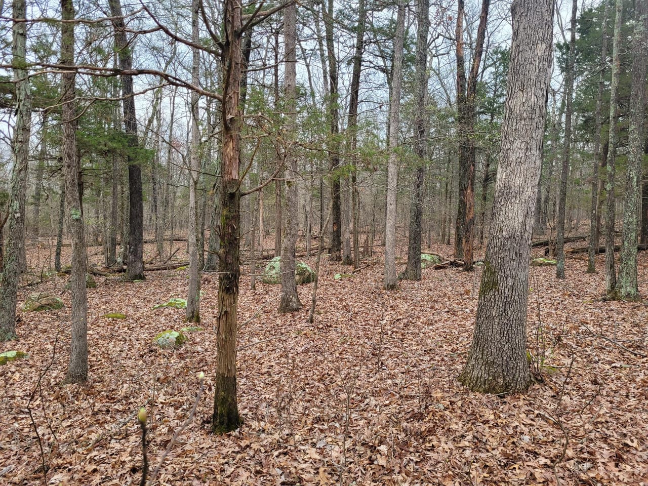 Listing Image 1