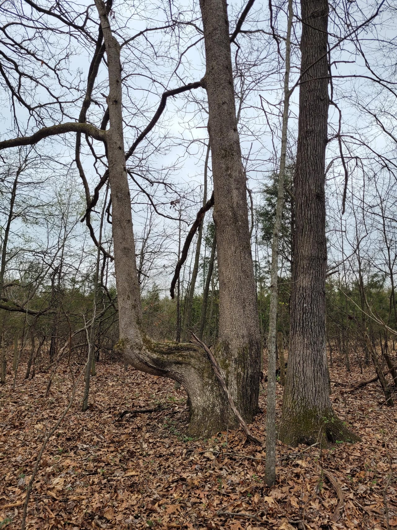 Listing Image 17