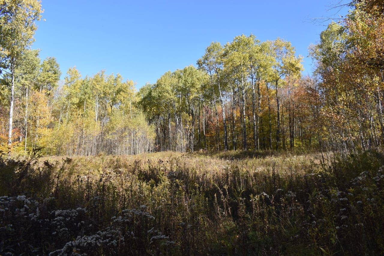 Oswayo Woods & Wildlife