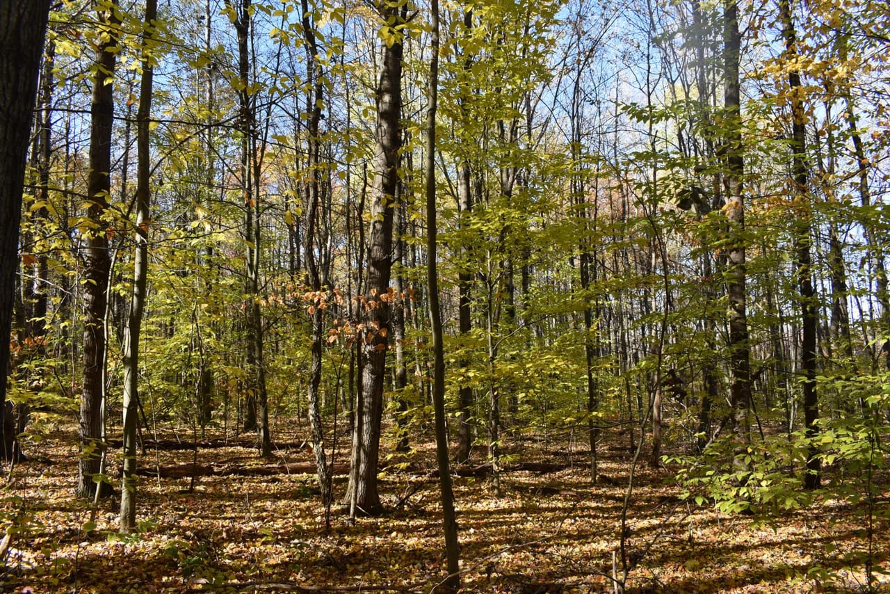 Oswayo Woods & Wildlife
