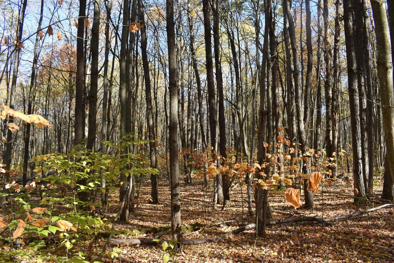 Oswayo Woods & Wildlife