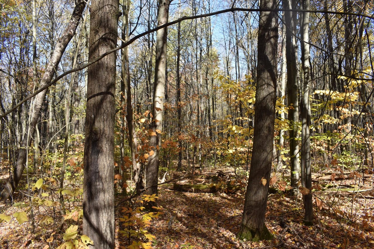 Oswayo Woods & Wildlife