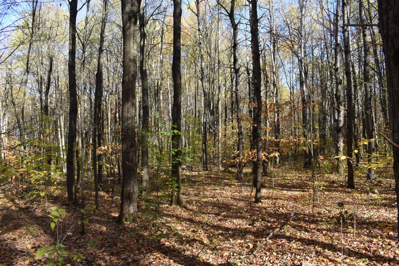 Oswayo Woods & Wildlife