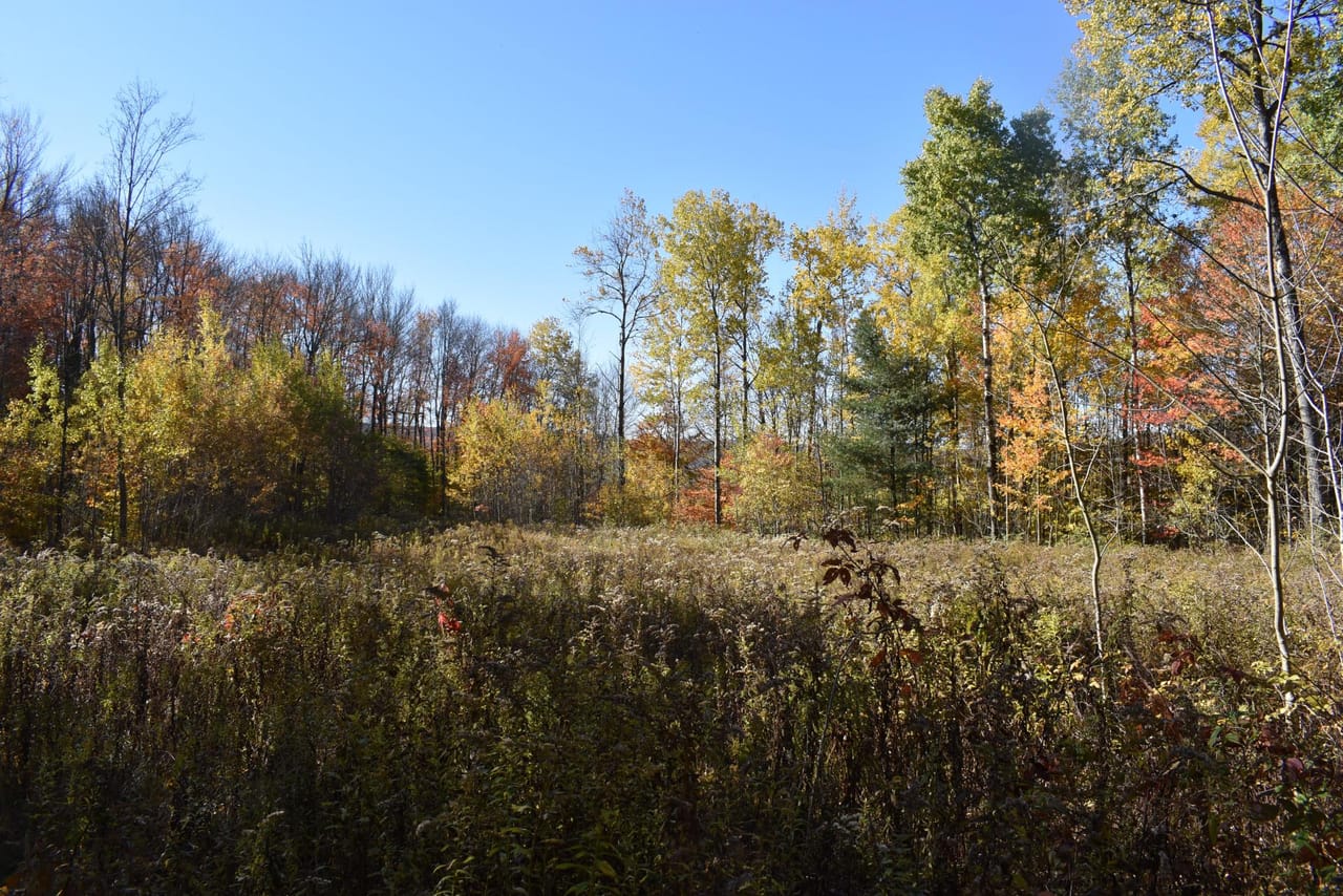 Oswayo Woods & Wildlife