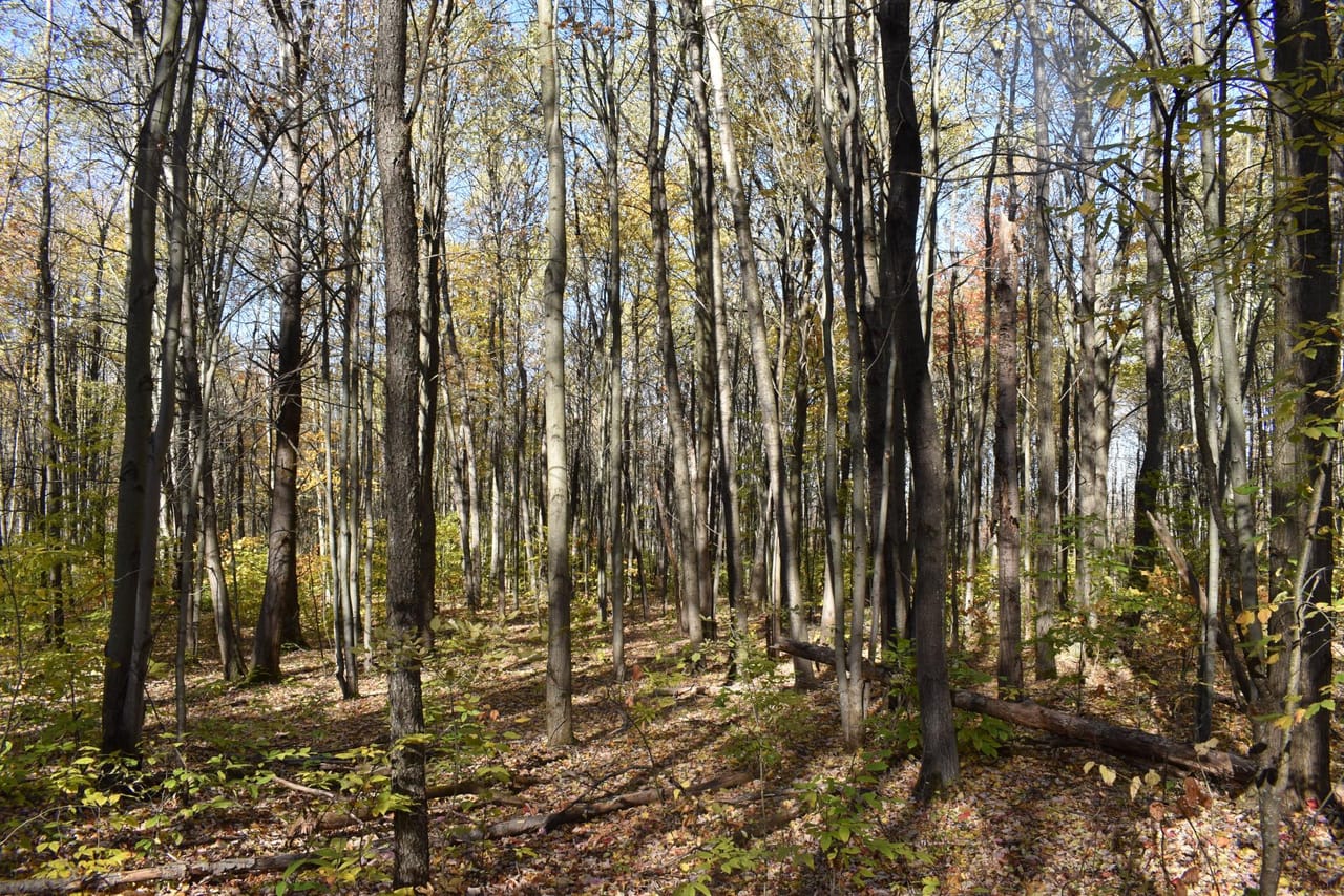 Oswayo Woods & Wildlife