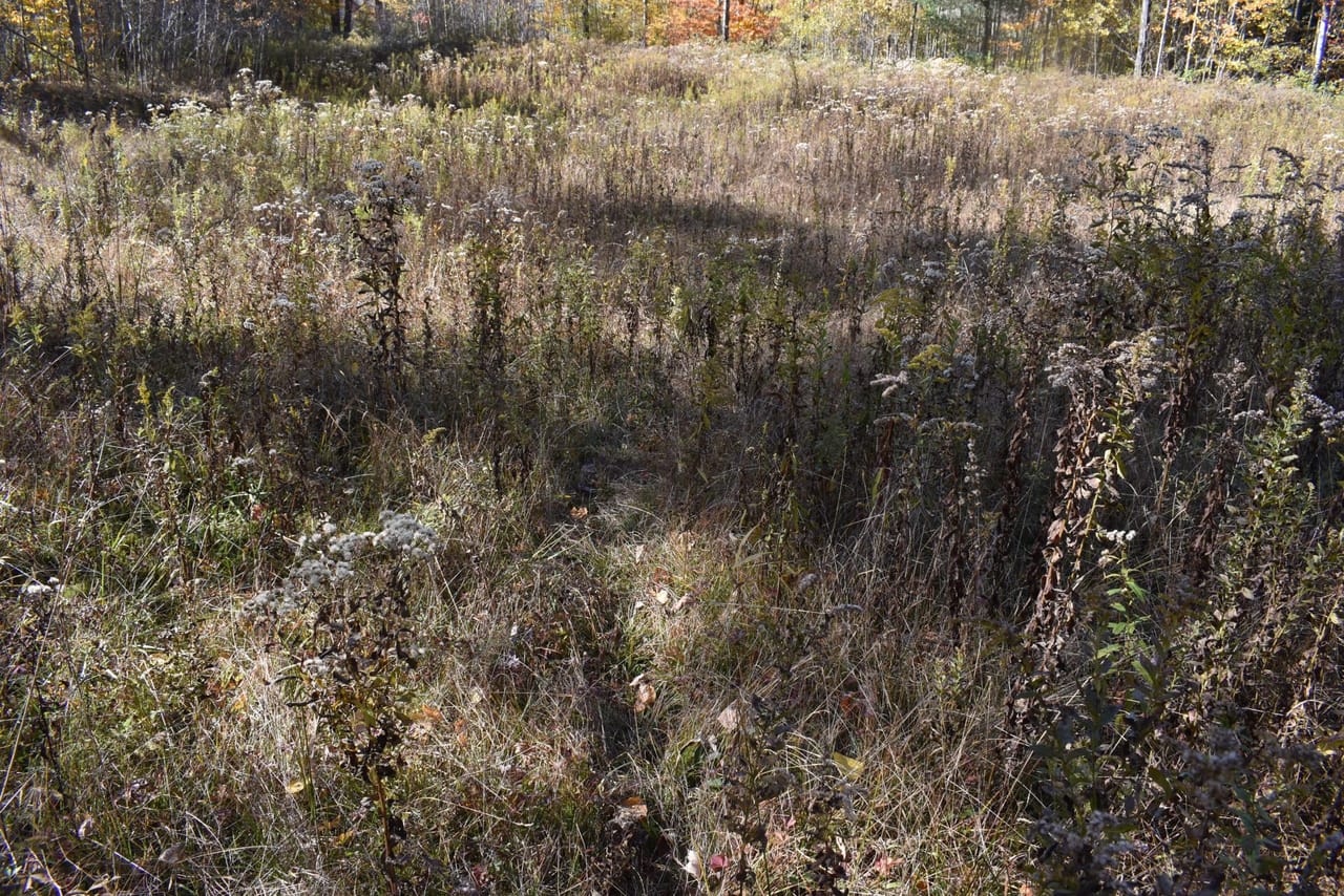Oswayo Woods & Wildlife