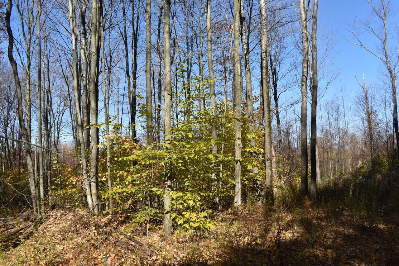 Oswayo Woods & Wildlife