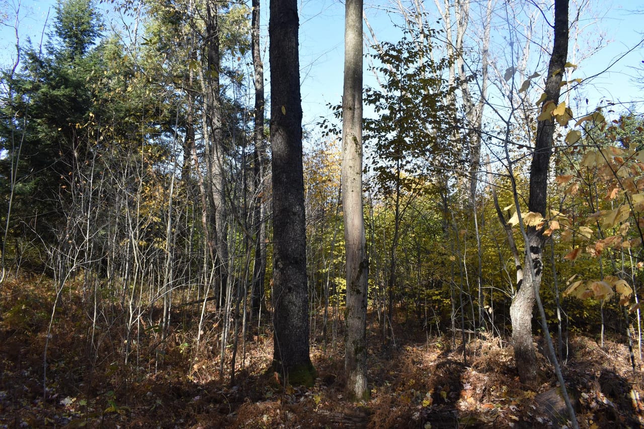 Oswayo Woods & Wildlife