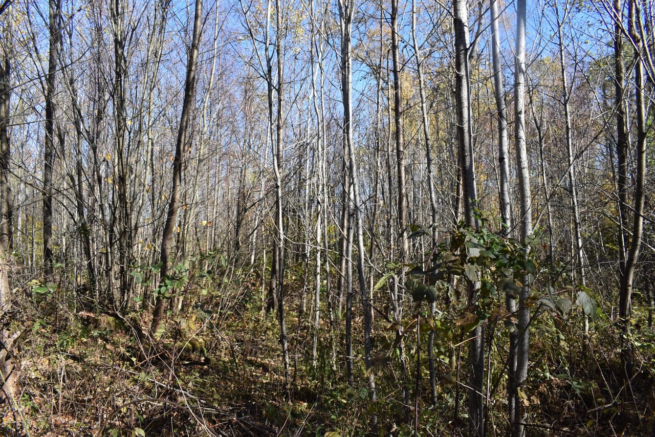 Oswayo Woods & Wildlife