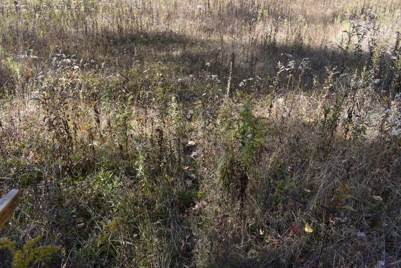 Oswayo Woods & Wildlife