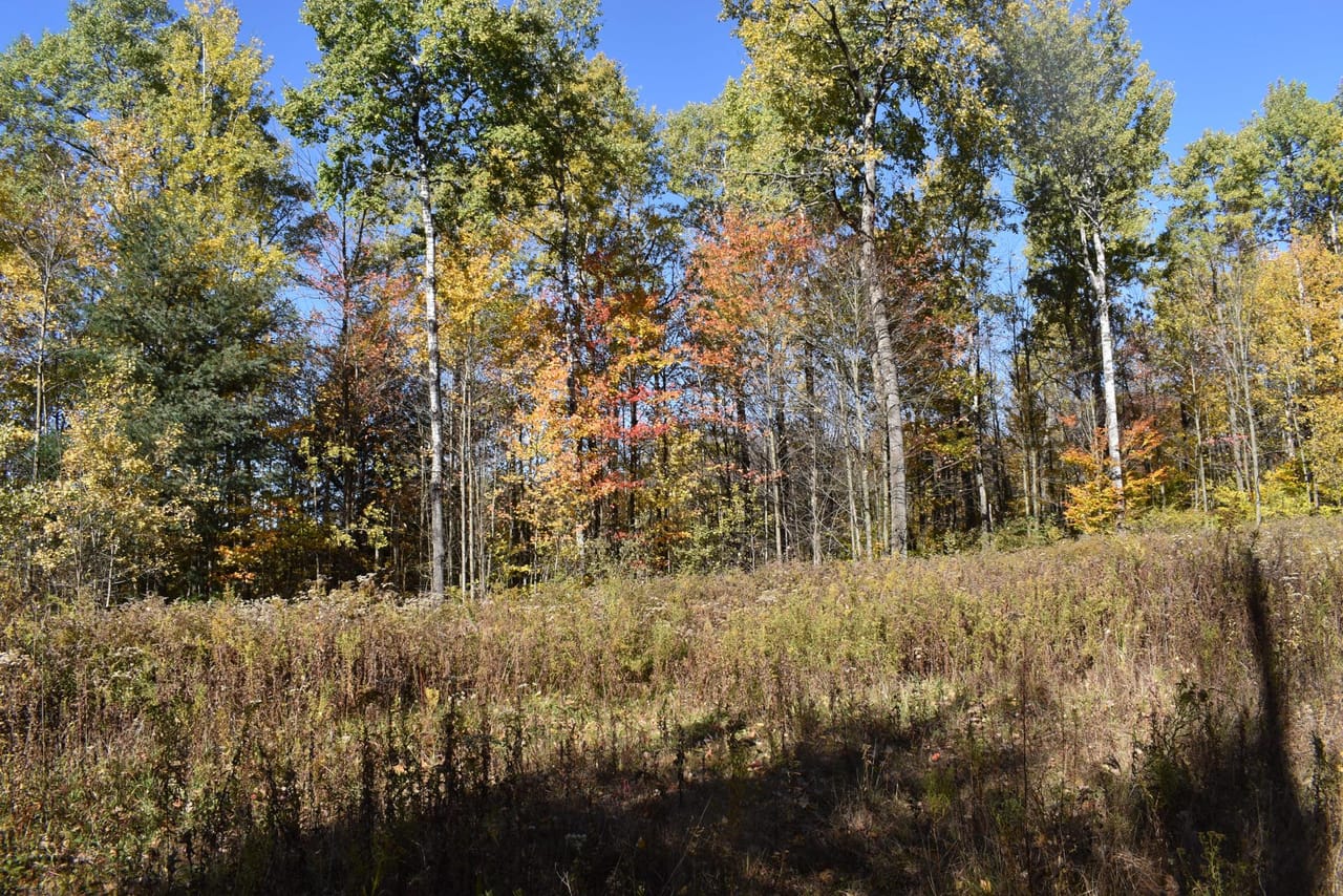 Oswayo Woods & Wildlife