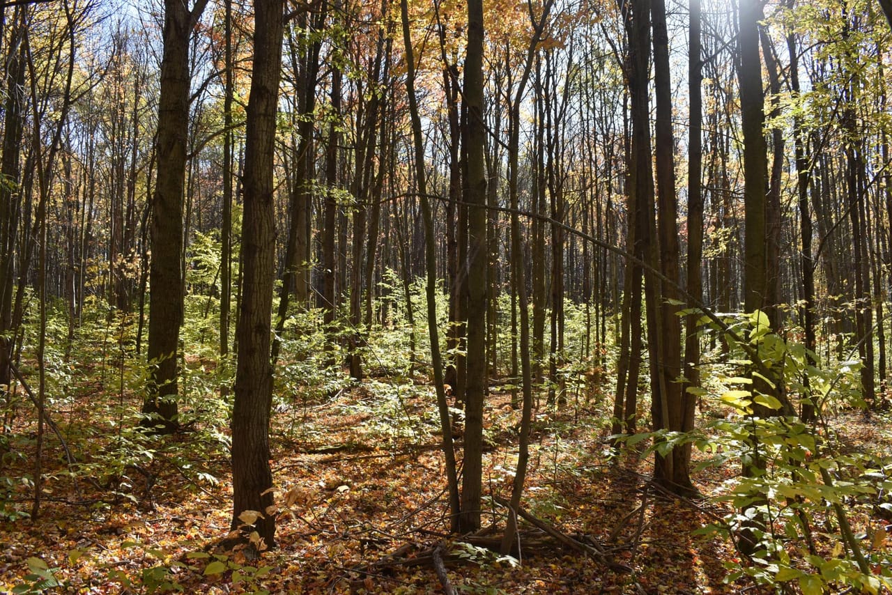 Oswayo Woods & Wildlife