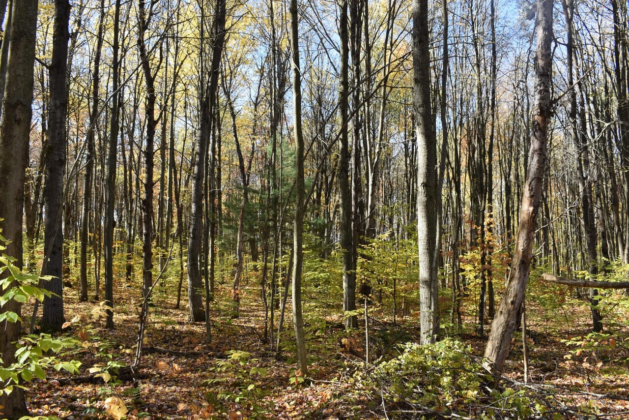 Oswayo Woods & Wildlife