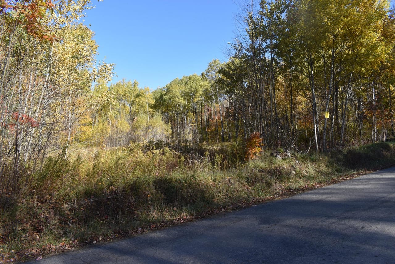 Oswayo Woods & Wildlife
