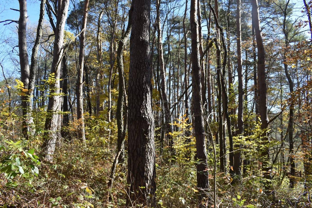 Honeoye Creek