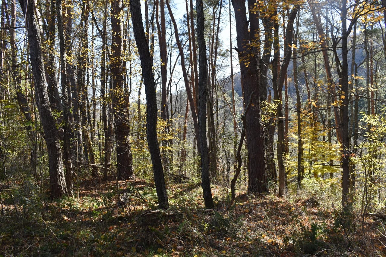 Honeoye Creek