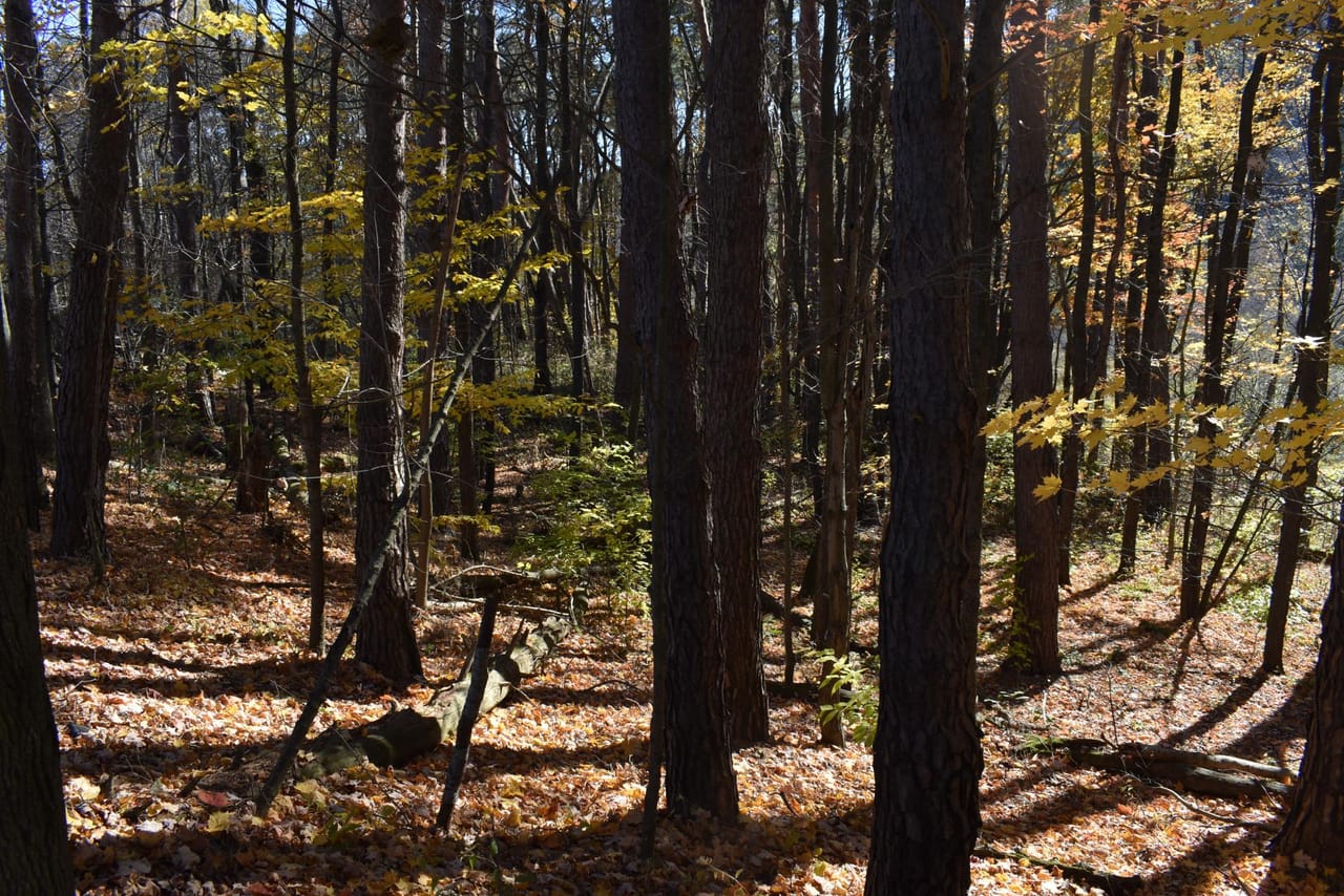 Honeoye Creek