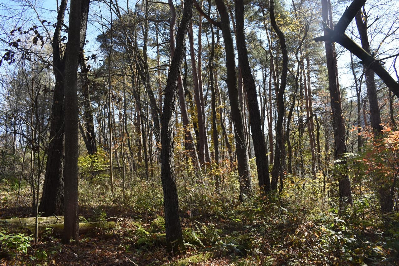 Honeoye Creek