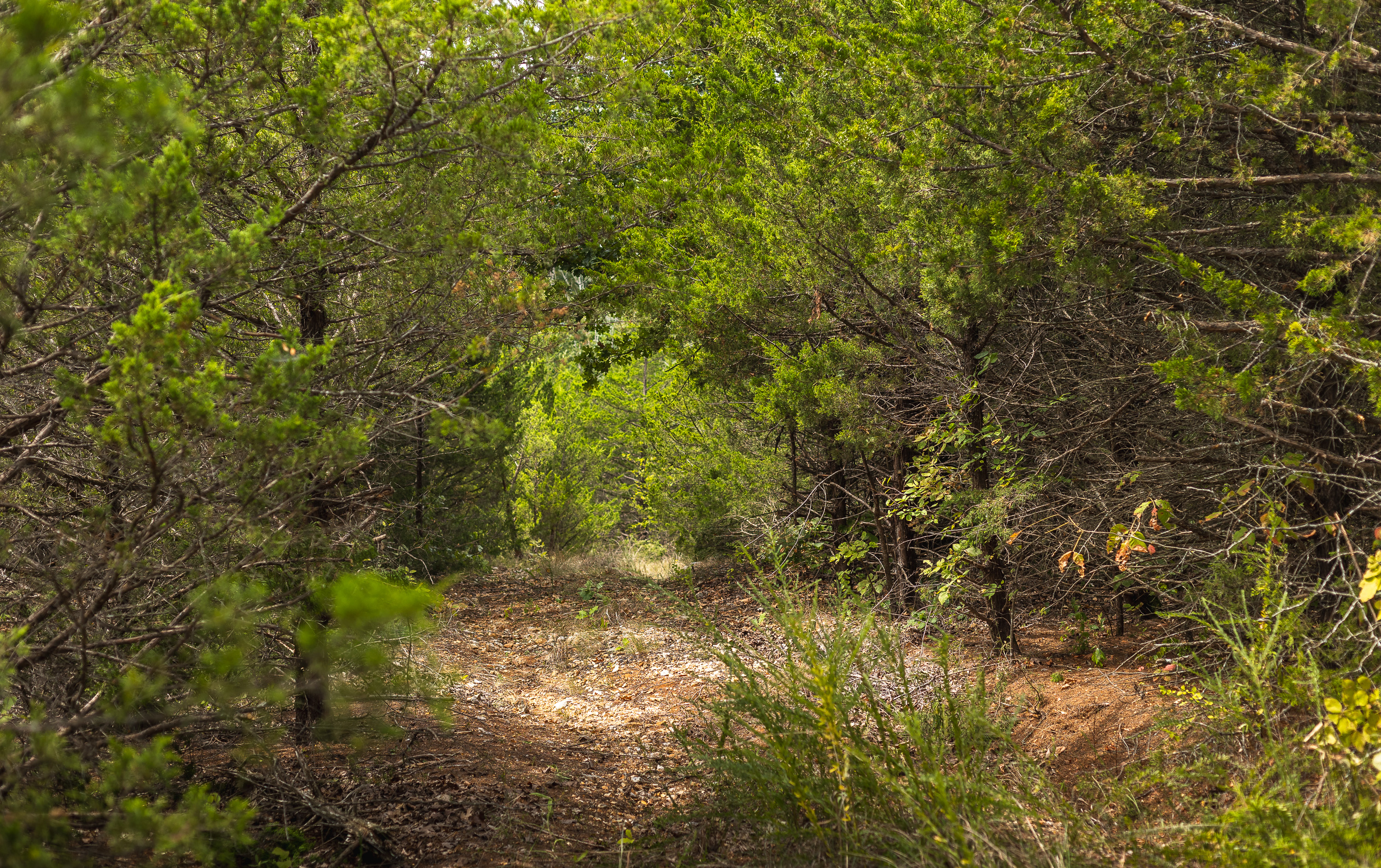 Hickory Hill Hollow