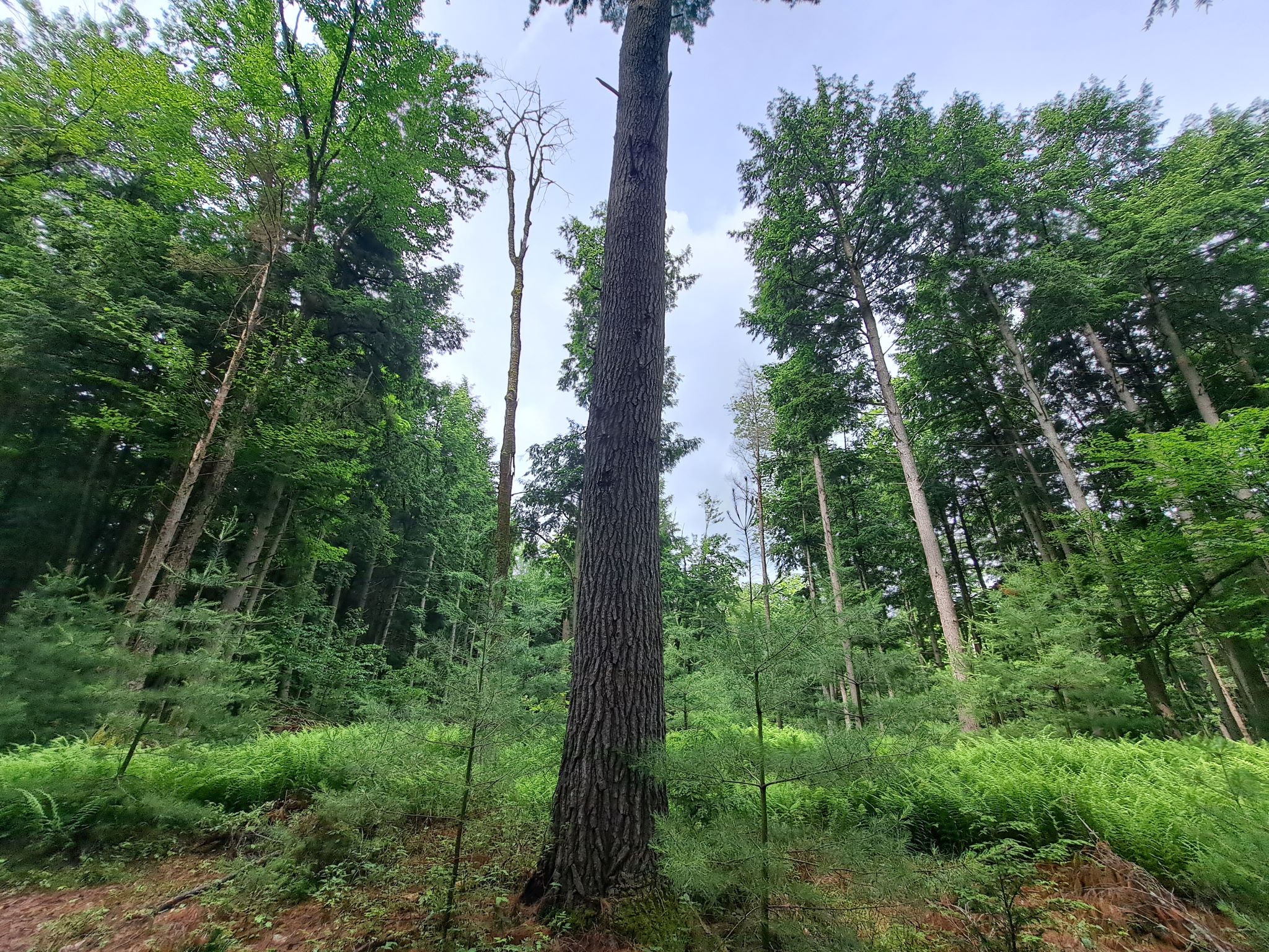 Hudson River Woods & Water