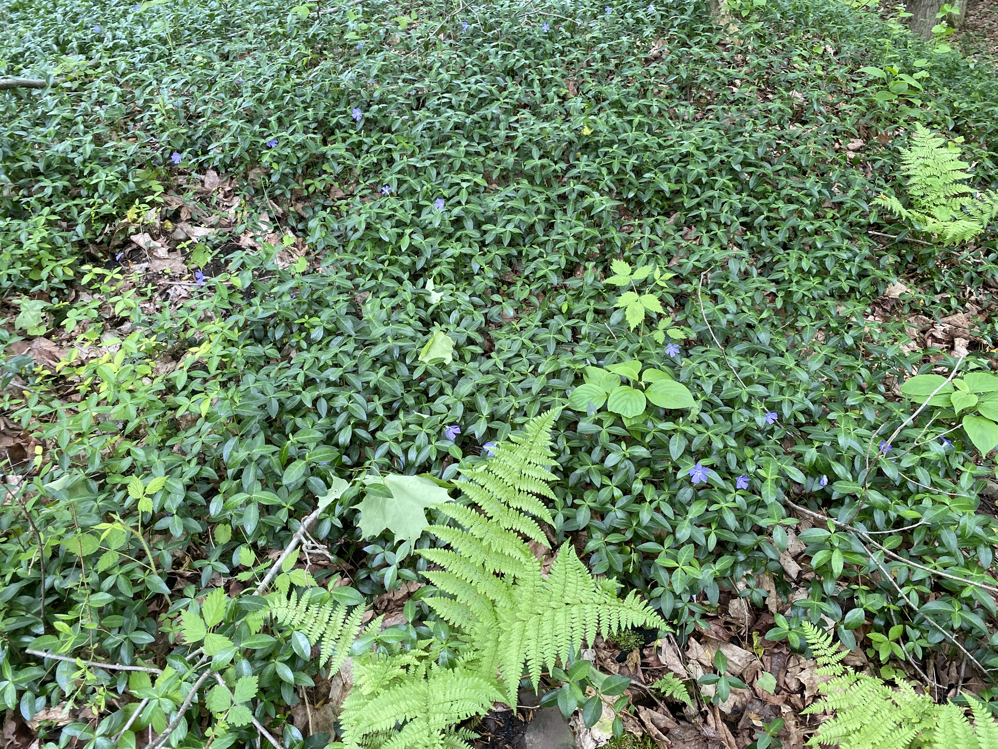 Little Salmon River Country