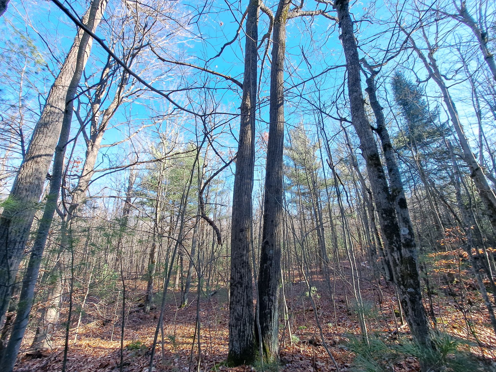 Listing Image 78