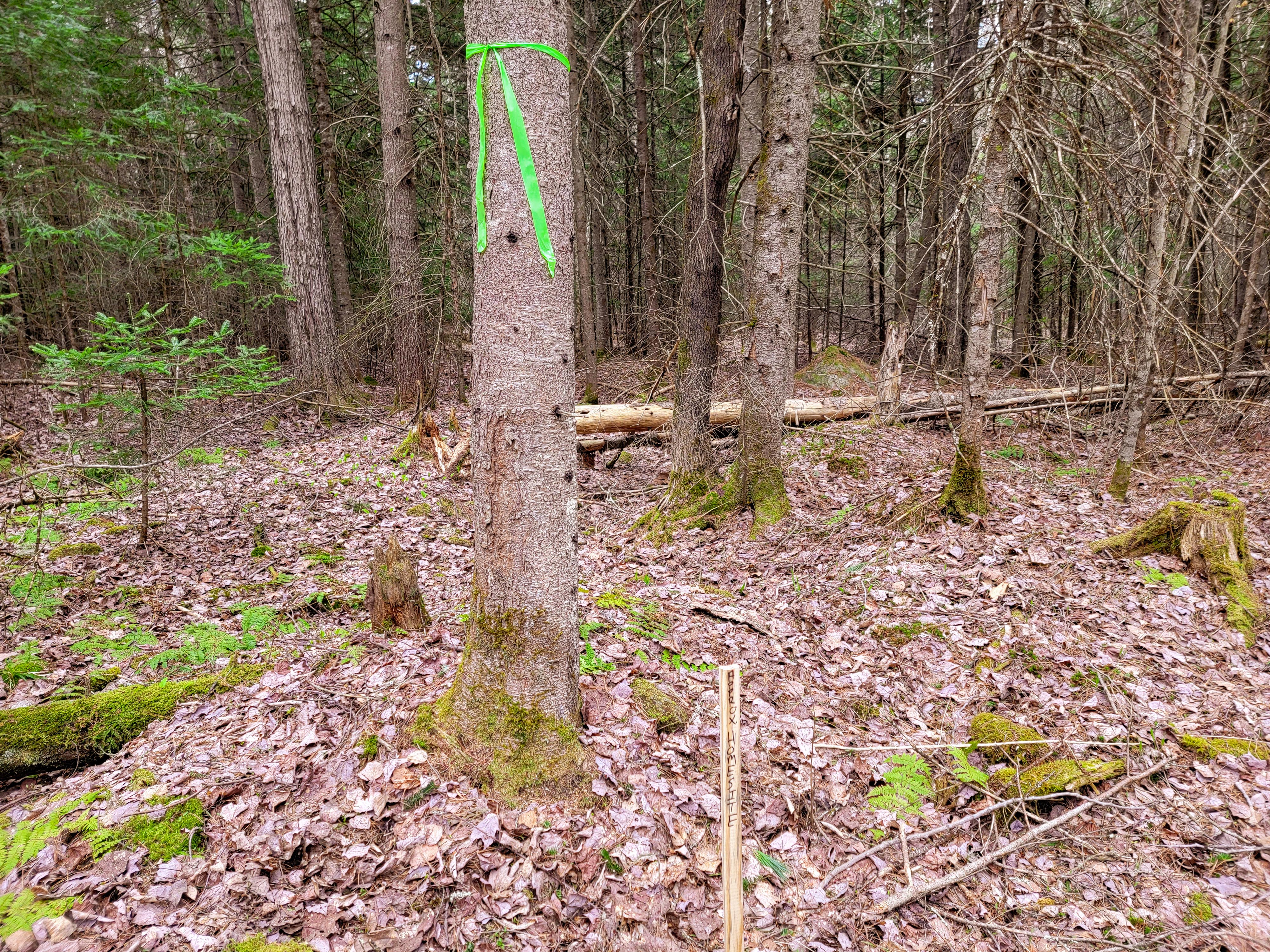 Listing Image 25