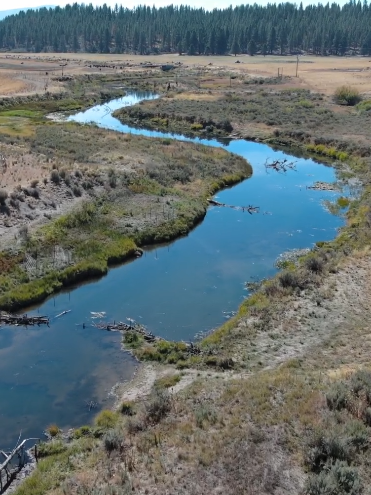 Sycan River Beauty