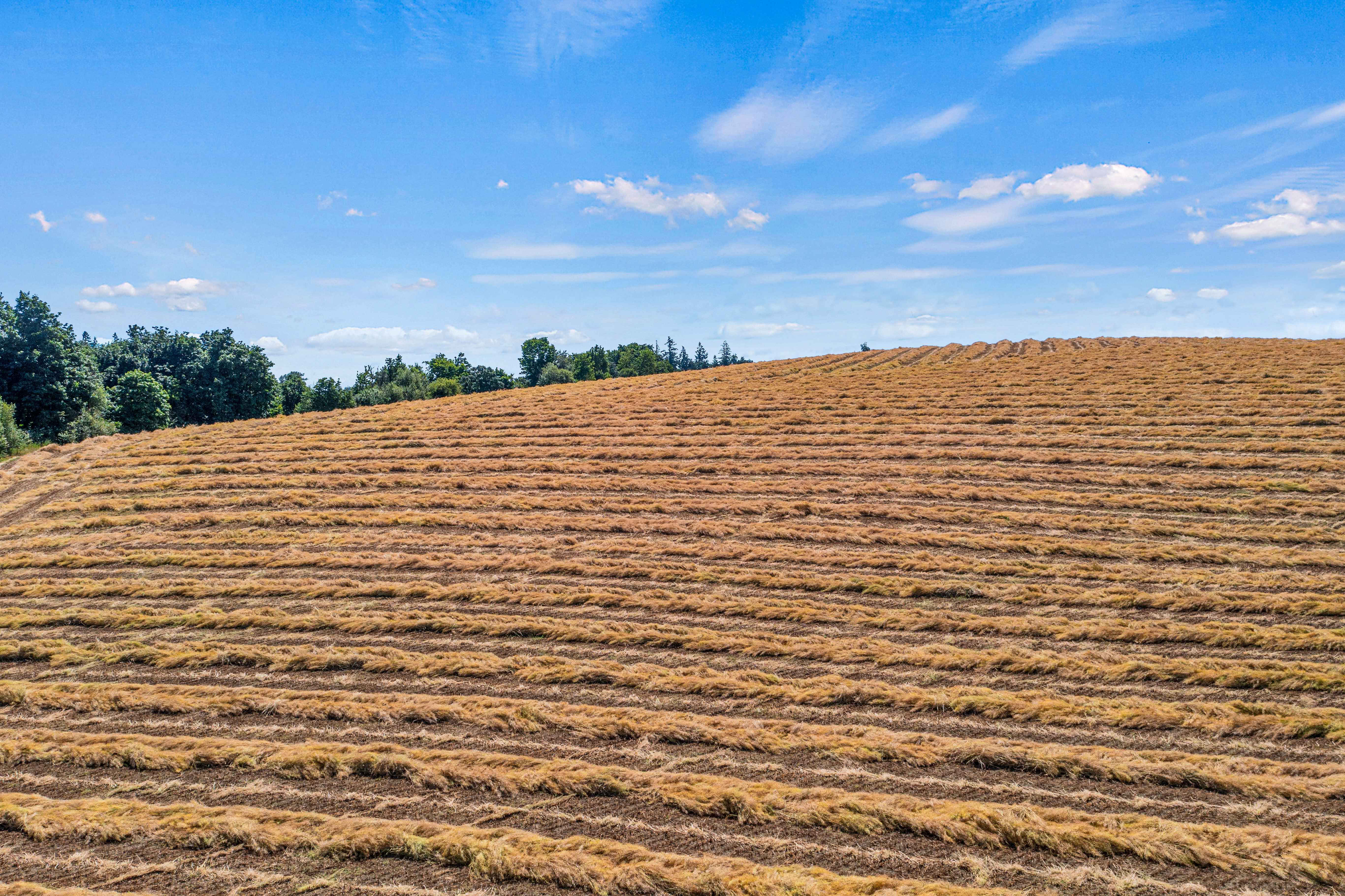 Sublimity 152 — Productive Willamette Valley Farm for Sale with Creek Frontage and Homesite Potential