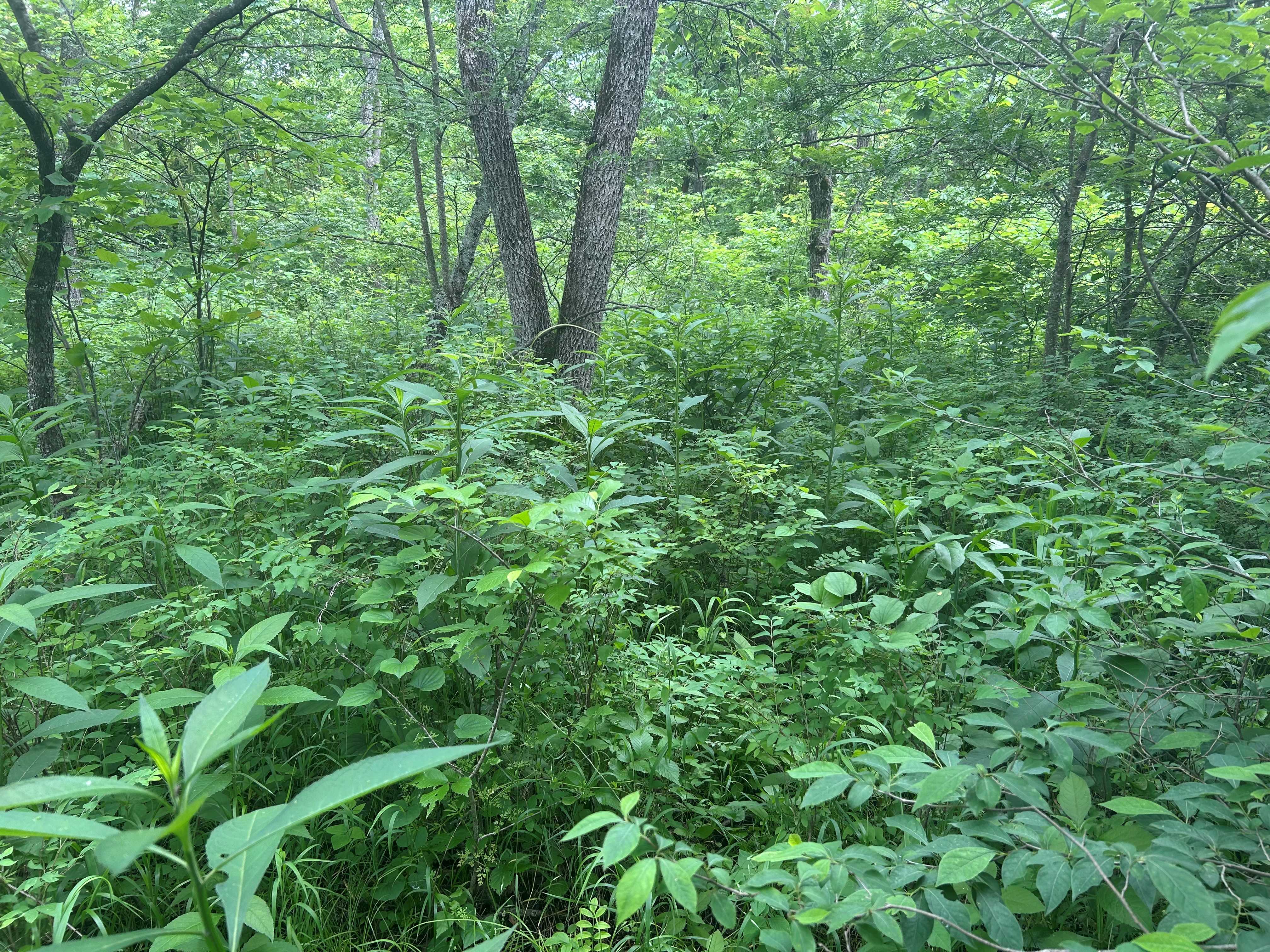 Kolb Branch