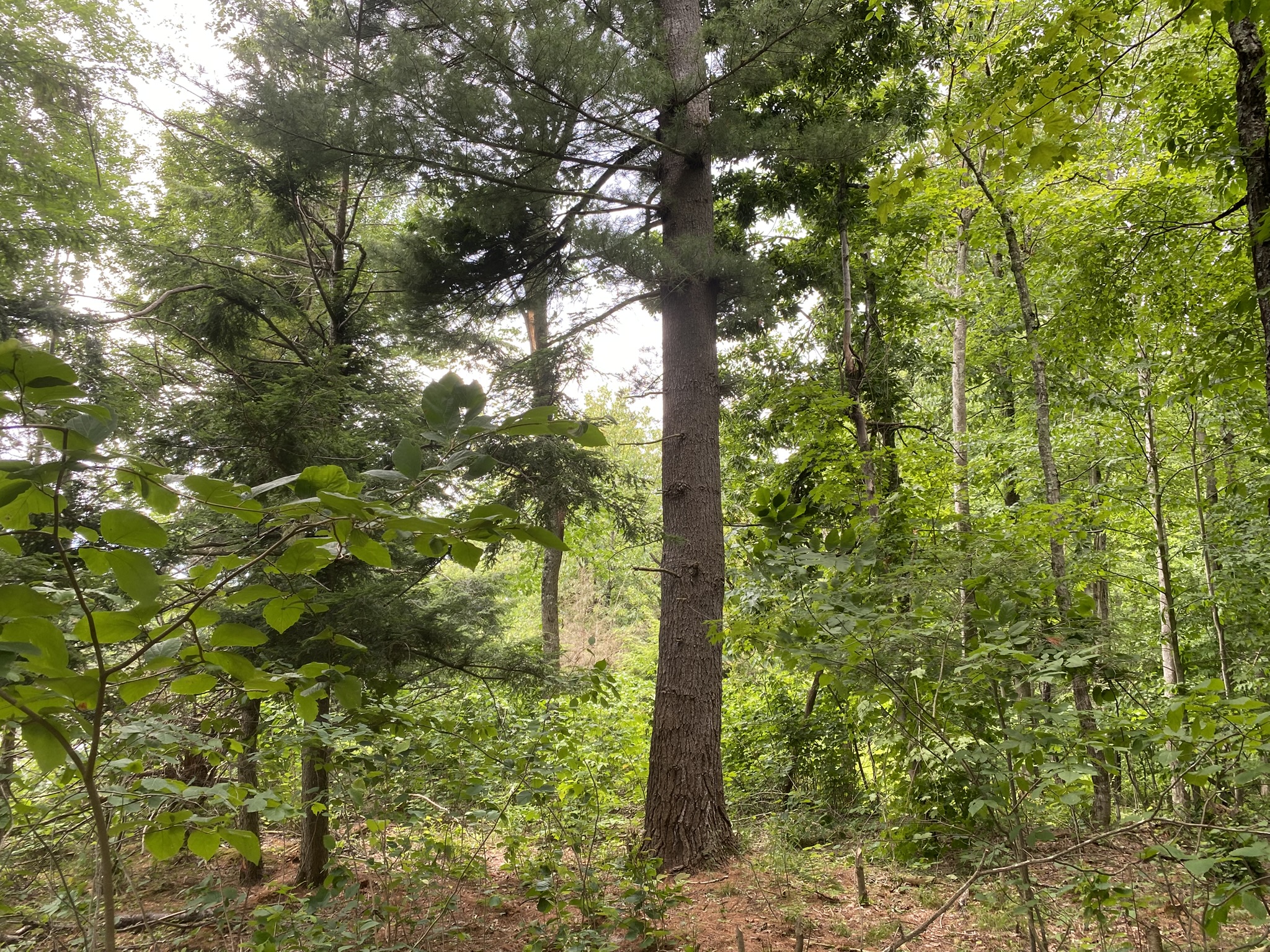 Listing Image 76