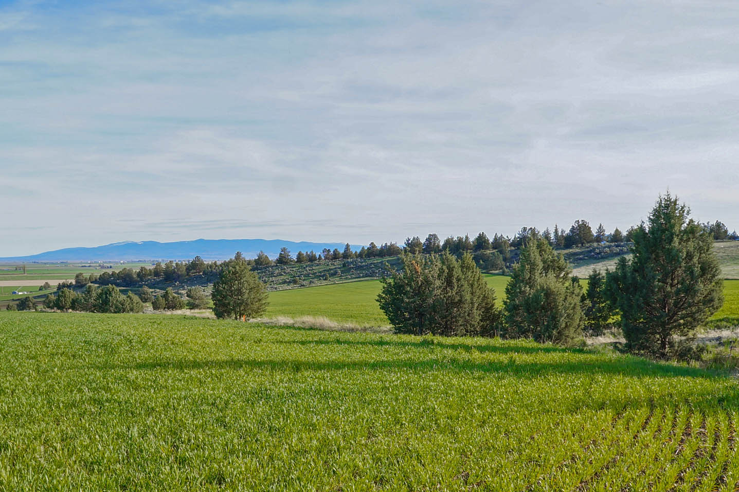 ORGANIC CROPLAND WITH POTENTIAL HOME SITE