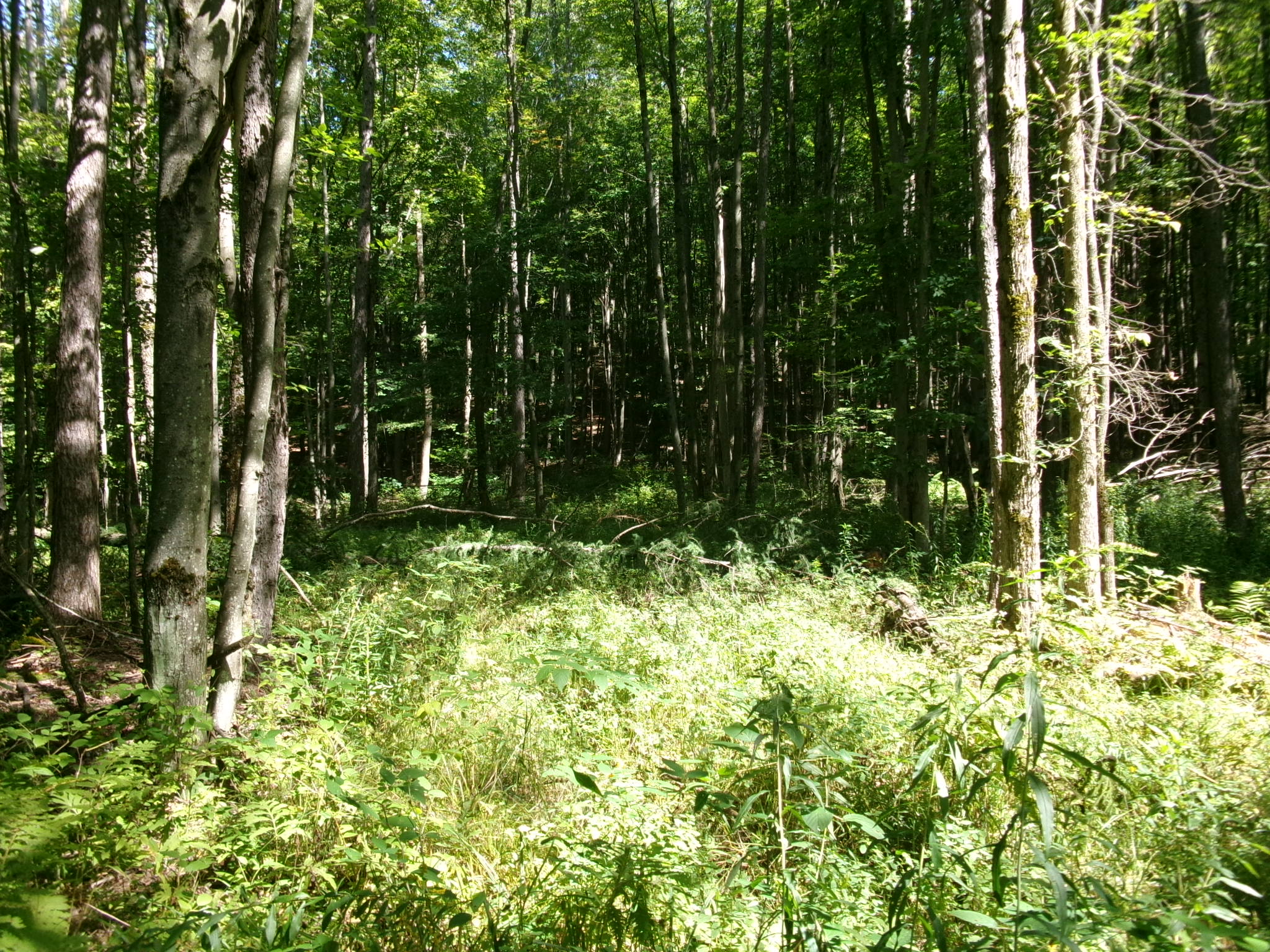 Listing Image 42